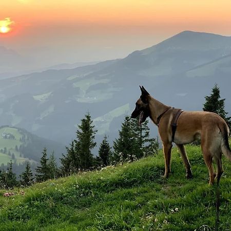 WegscheidUrlaub Mit Hund Im Salzburger Land公寓 外观 照片