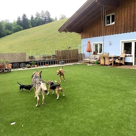 WegscheidUrlaub Mit Hund Im Salzburger Land公寓 外观 照片