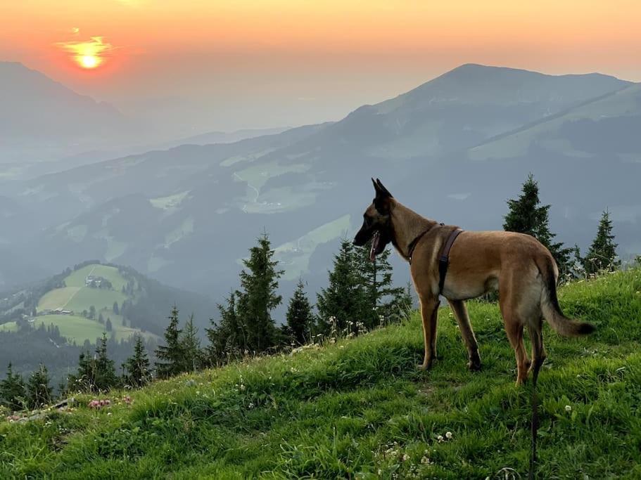 WegscheidUrlaub Mit Hund Im Salzburger Land公寓 外观 照片