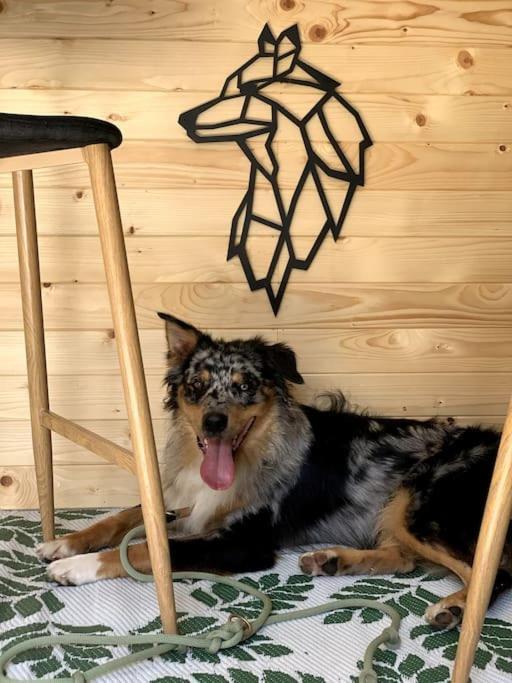 WegscheidUrlaub Mit Hund Im Salzburger Land公寓 外观 照片