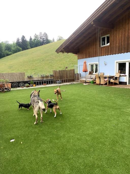 WegscheidUrlaub Mit Hund Im Salzburger Land公寓 外观 照片